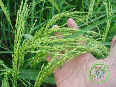 FOTO 3 :  Padi NAZWA 58 HST di Sawah Rawa, Cibandung   Sudah matang susu.  80 HST Panen