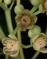 Flor de la Caoba