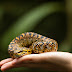 Is it normal for a snake to feel cold when picked up?