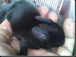Arnab 19.2.2011 013
