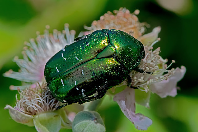 Cetonia aurata the Rose Chafer