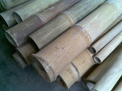  Bambu  Petung  Bambu  Betung Bali Jual Bambu  Petung  