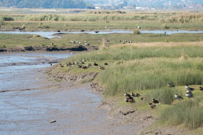 Maned Goose, Chestnut Teal