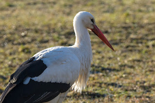 Wildlifefotografie Weißstorch