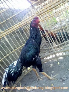 Perbedaan Ayam Taji Dan Ayam Pukul 3