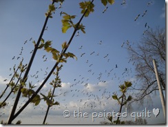 SAM_0207