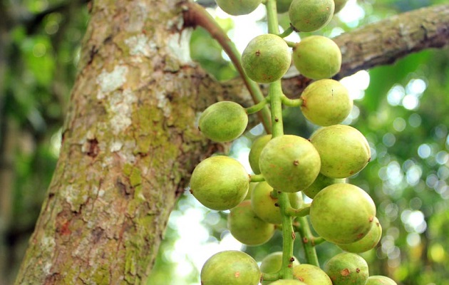  Aneka Manfaat Buah Rambai untuk Kesehatan