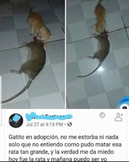 Humor de Facebook : Adopción de un gatito asesino