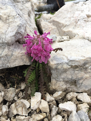 Pedicularis verticillate – Whorled Lousewort (Pedicolare a foglie verticillate)