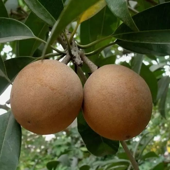 bibit sawo manila beli terunggul cepat berbuah manis Kalimantan Timur