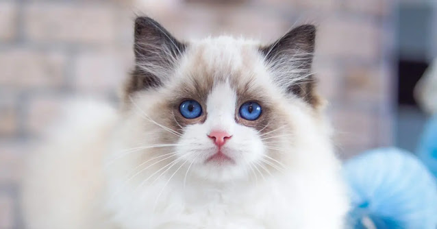 All you need to know about the Ragdoll Cat.