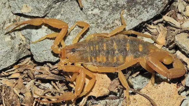 Top 10 Most Dangerous Scorpions in the World