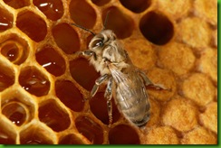 Juste après sa naissance, une jeune abeille encore imparfaitement pigmentée s’approche des réserves de miel pour son premier repas. Sa principale nourriture restera le pollen, protéine indispensable les premiers jours de sa vie pour achever son développement interne. Les besoins annuels de la colonie sont de 15 à 30 kilos de pollen et de 60 à 80 kilos de miel.
