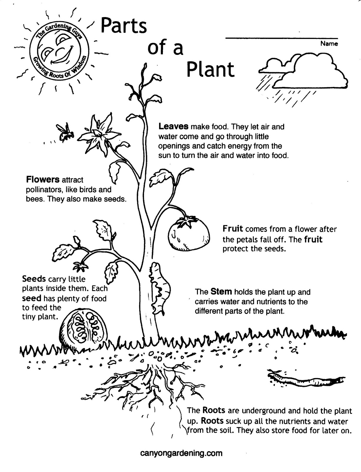  Parts Of A Plant Coloring Page 1