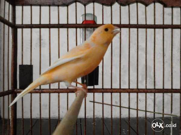 Jual Kenari Lokal Super Harga Mulai 325rb Burung 9