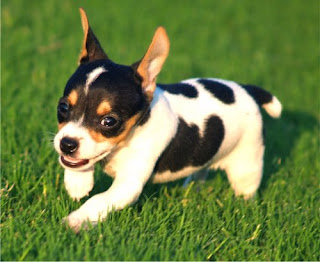 Cute Rat Terrier Puppy