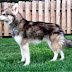 The Alaskan Klee Kai dog