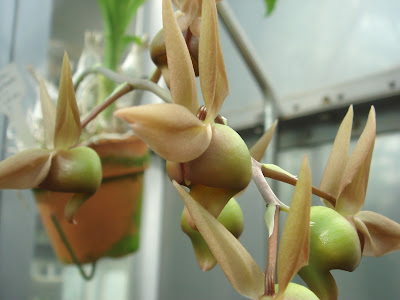Catasetum fuchsii care and culture