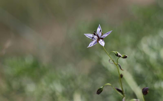 Marsh Felwort Flowers