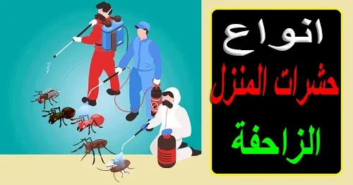 انواع الحشرات المنزلية الزاحفة