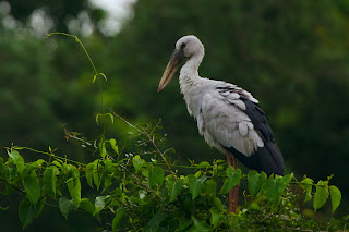 An Asian Openbill photographed in Anuradhapura, Sri Lanka