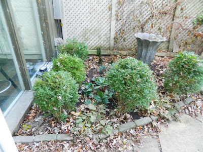 Toronto Cabbagetown Fall Cleanup Backyard Before by Paul Jung Gardening Services Inc.--a Toronto Gardening Services Company