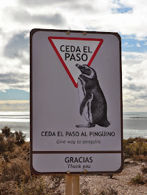 magallenic penguins punto tombo patagonia argentina