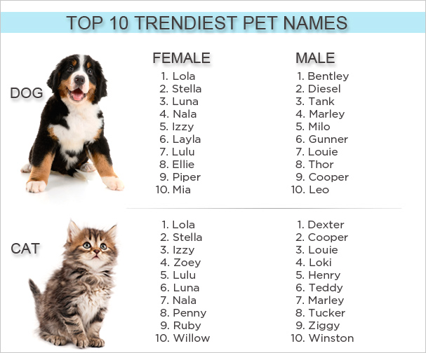 Cute Boy Dog Names