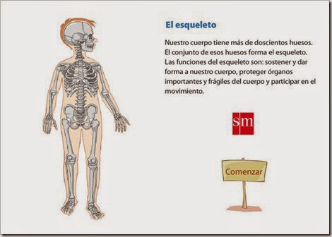 http://www.primaria.librosvivos.net/archivosCMS/3/3/16/usuarios/103294/9/6EP_Cono_cas_ud3_elEsqueleto/el_esqueleto.swf