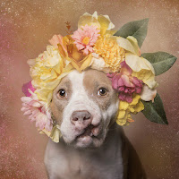 Mujer fotografía pitbulls con coronas florales para ayudarlos a ser adoptados