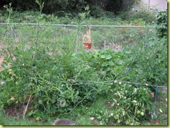 Big garden 02