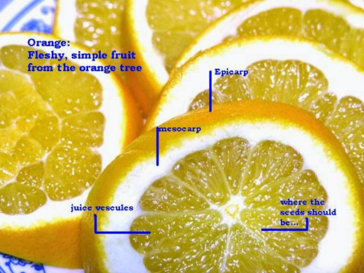 Partes principales de las frutas carnosas: exocarpo o epicarpo “cáscara externa”, mesocarpo, endocarpo y semillas. Las naranjas a la derecha no poseen semillas debido a un tratamiento genético para producirlas de ese modo.