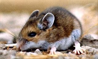 Deer Mouse, White Footed Mice