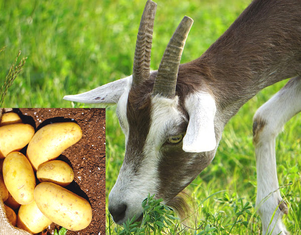 can goats eat potatoes, is potatoes safe for goats, is potato healthy for goats, how to prepare potatoes for goats