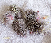 If you are interested in owning a little hedgehog Andy has three . (hedgehog babies)