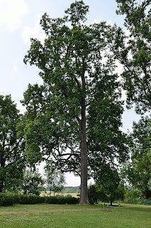 Poplar Forest tree