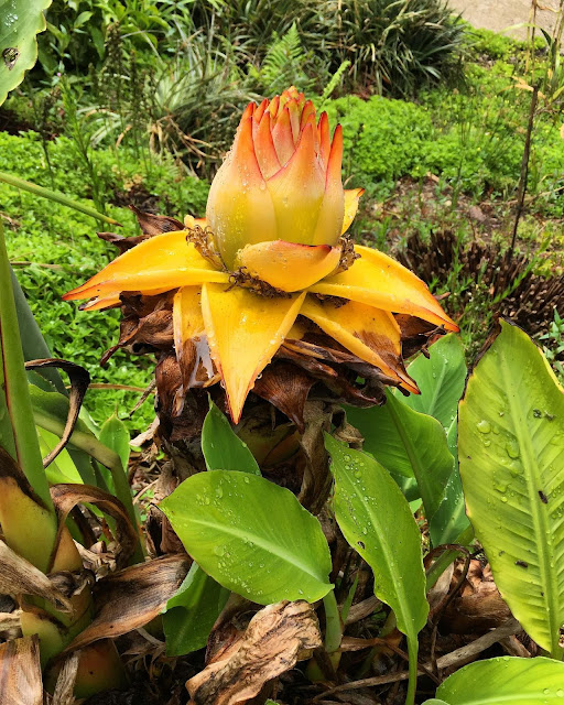 Golden Lotus Bananas