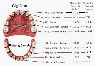 Pengertian Fungsi Jenis Bagian Bagian Gigi  Artikelsiana