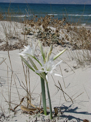 Sea Daffodils Mastichari