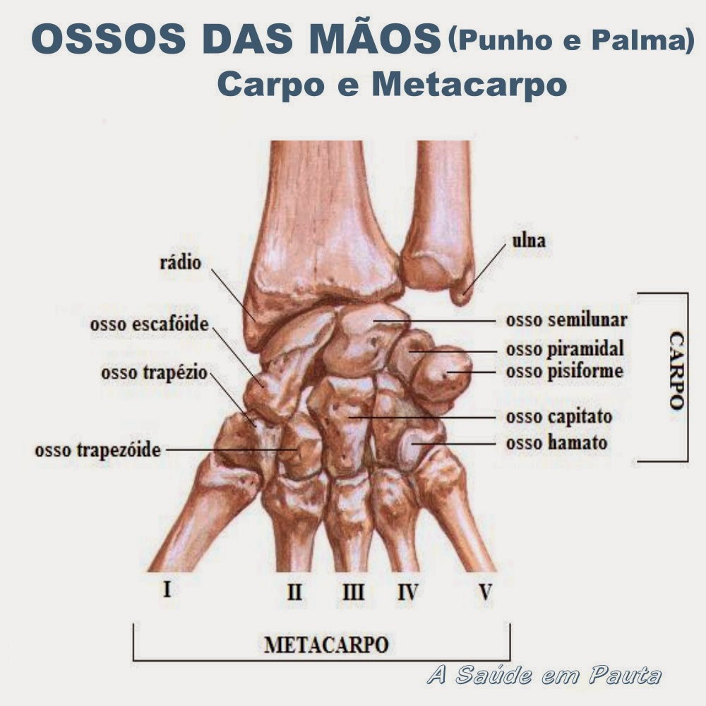 Esqueleto humano Sistema Esquelético Ossos do Corpo