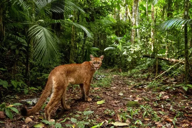 2) Onça-parda (Puma concolor):