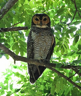 Makanan burung hantu spotted wood owl