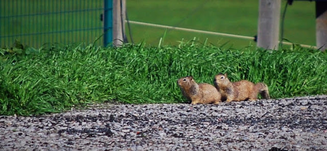 California Ground Squirrels