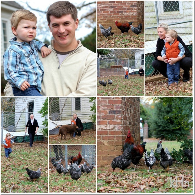 chickens4