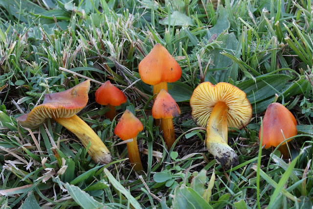 Hygrocybe conica