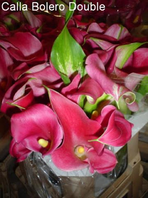 Calla Bolero Double 2011