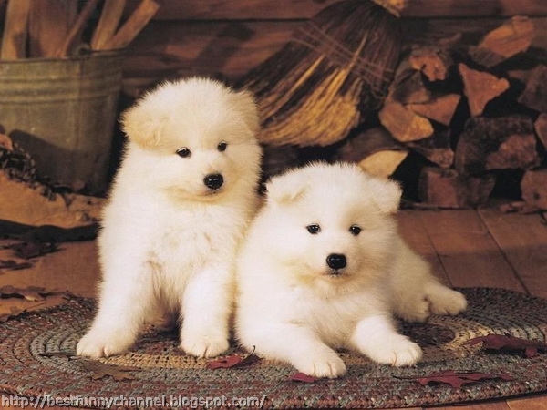 pictures of cute puppies 2