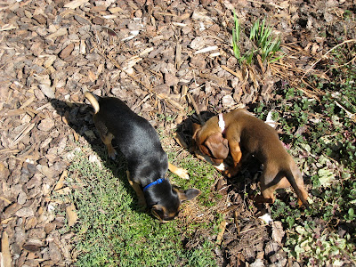 sophie a red dachshund puppy and dante a black and tan chihuahua exploring the great outdoors