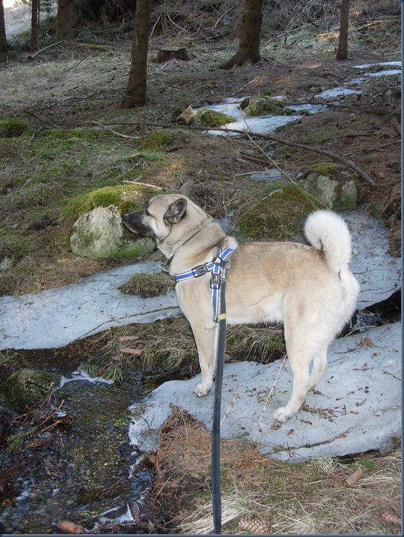 Vår2010 006