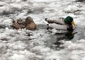 Mallards swim